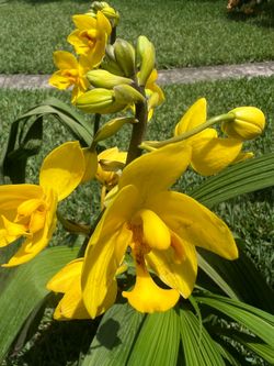 GROUND ORCHIDS  YELLOW  ( 3 Gallon Pot) Eye Catching