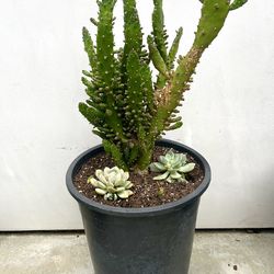 5 Gallon Cactus