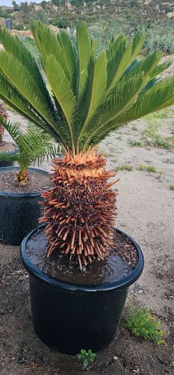 Sago palm