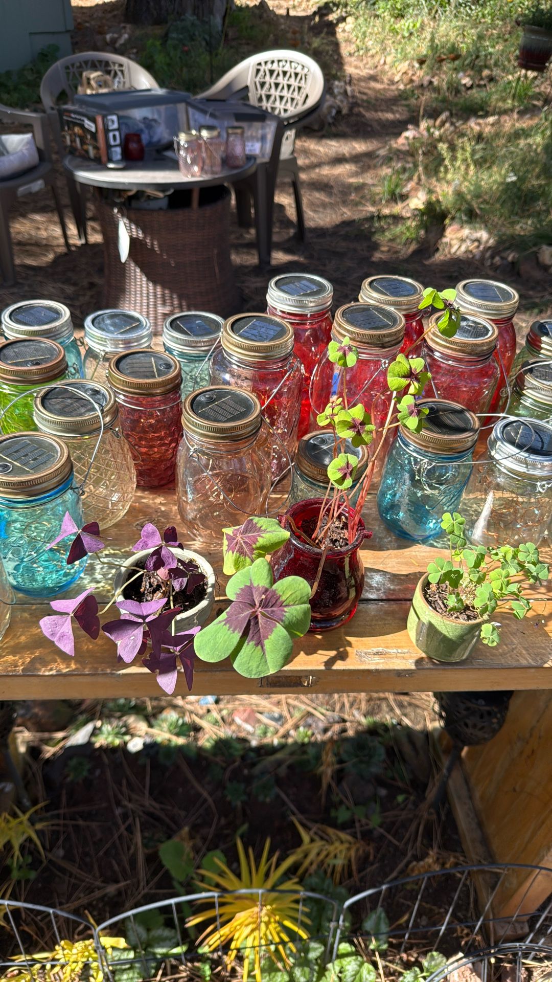 3 Types Of Shamrocks In A Variety Of Tiny Containers $5 ea
