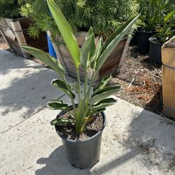 Bird Of Paradise