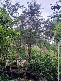 large olive trees 12ft $550🫒