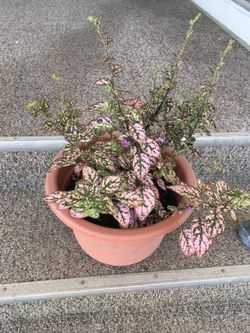 Plant hablo español
