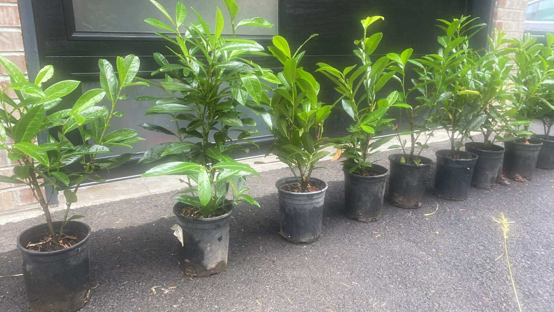Nice Big 1gal Skip Laurel Privacy Hedge Bushes —