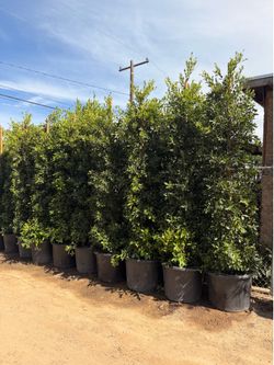 Indian laurel ficus 10 feet 25 gal