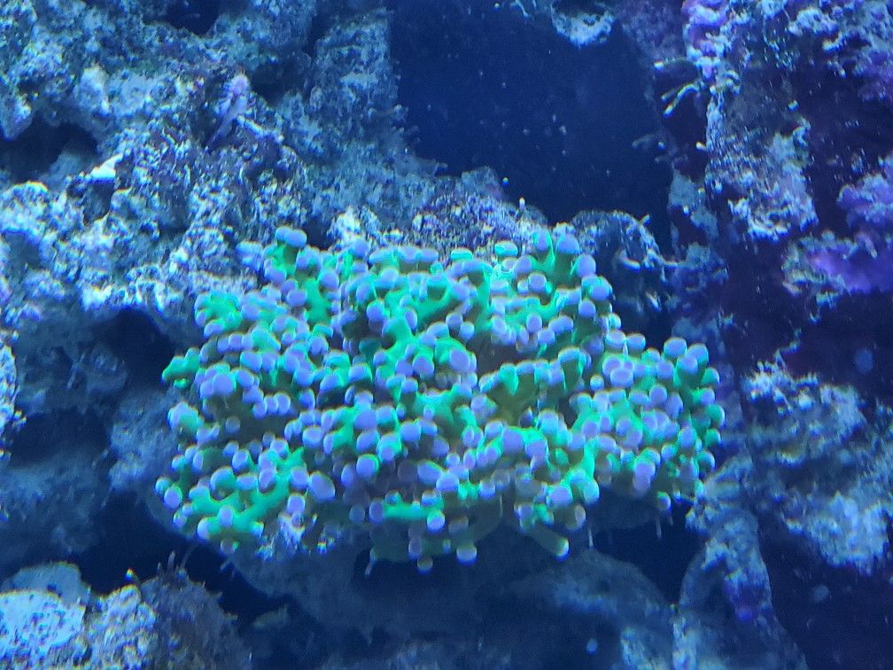 Life coral