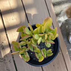Jade Succulent Plant 