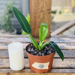 Live Philodendron Martianum (Fat Boy) plant in a plastic nursery pot—firm price