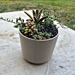 Cute Succulent Bouquet 