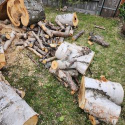 Birch Wood