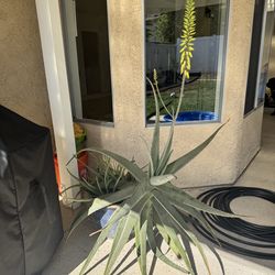 Aloe Vera Plant