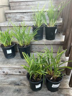 🌼 6 Yellow Daylilies – Perennial Garden Flowers 🌼