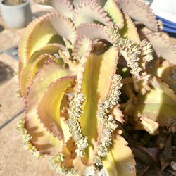 Mother Of A Thousand (Devils Back Bone Succulent)