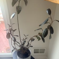 Rubber Ficus Plant with 6” Plastic Gray Pot 