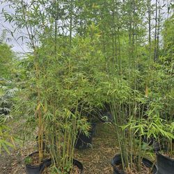 bamboo Instant  privacy  Hedge  for fence 