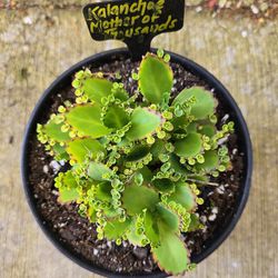 Potted Kalanchoe Mother Of Thousands 