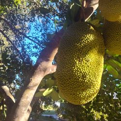 Big Fresh Jackfruit 🍈