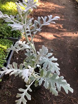 Milk dust plant 4 in pot