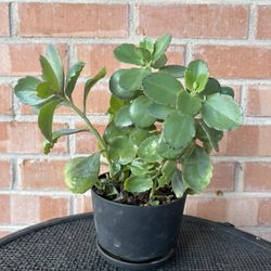 🌿 Kalanchoe Succulent — Full Pot + Bonus Babies 