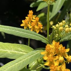🔥 Milkweed Plants – NOW ON SALE for just $9.99! 🔥