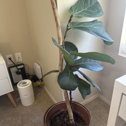 Growing Fiddle Lead Fig Plant 