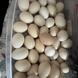 Fresh Farm Eggs