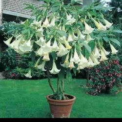 WHITE ANGEL TRUMPET PLANT