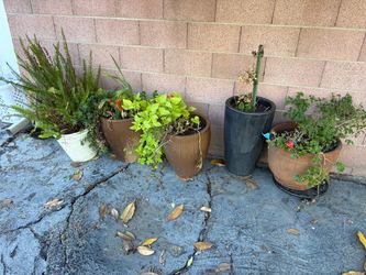 Pots/ plants