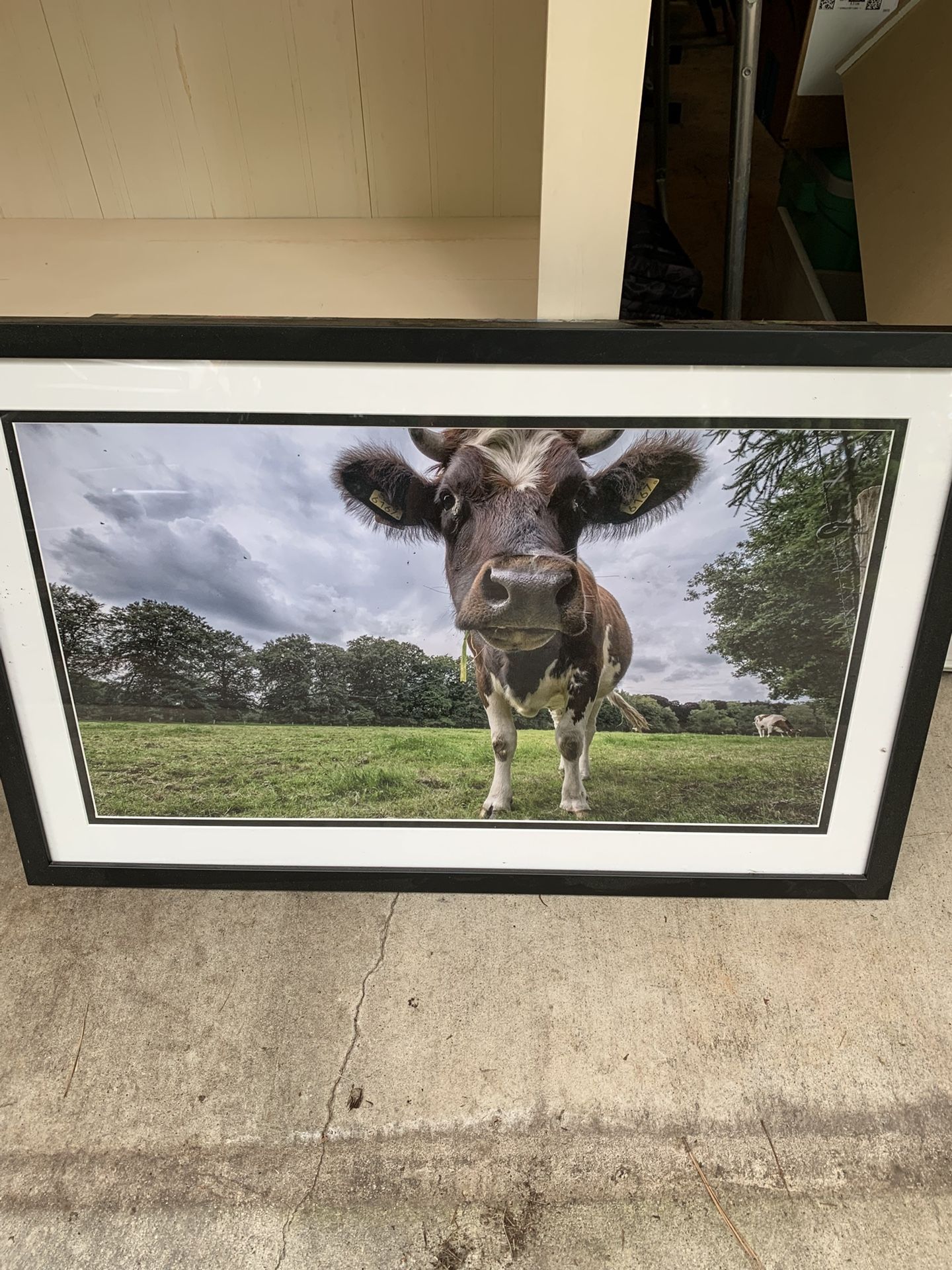Cow pasture Picture