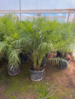 Pygmy palms 14" pots 3-4 feet
