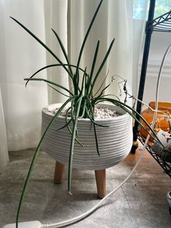 Potted indoor plant in ceramic planter