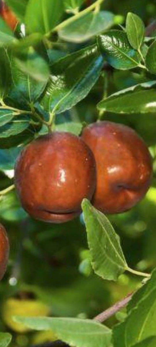 Jujube Tree