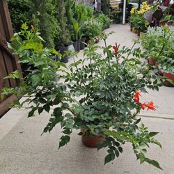 Cape Honeysuckle ARRIVE, BEAUTIFUL AND HEALTHY. $18 EACH