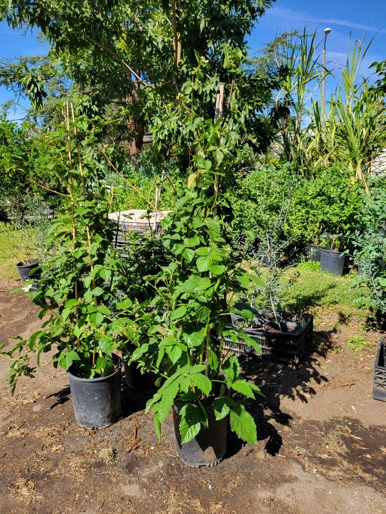 Blackberry Tree