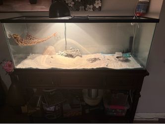 Bearded dragon habitat