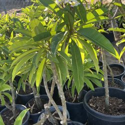 Plumerias   Hawaianas