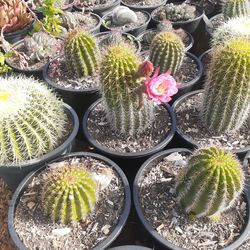 Echinopsis