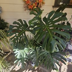 Mature Monstera With Lots Of Fenestrations