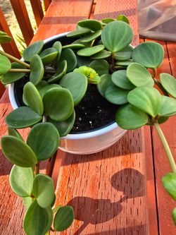 Peperomia Hope Live Potted Plant
