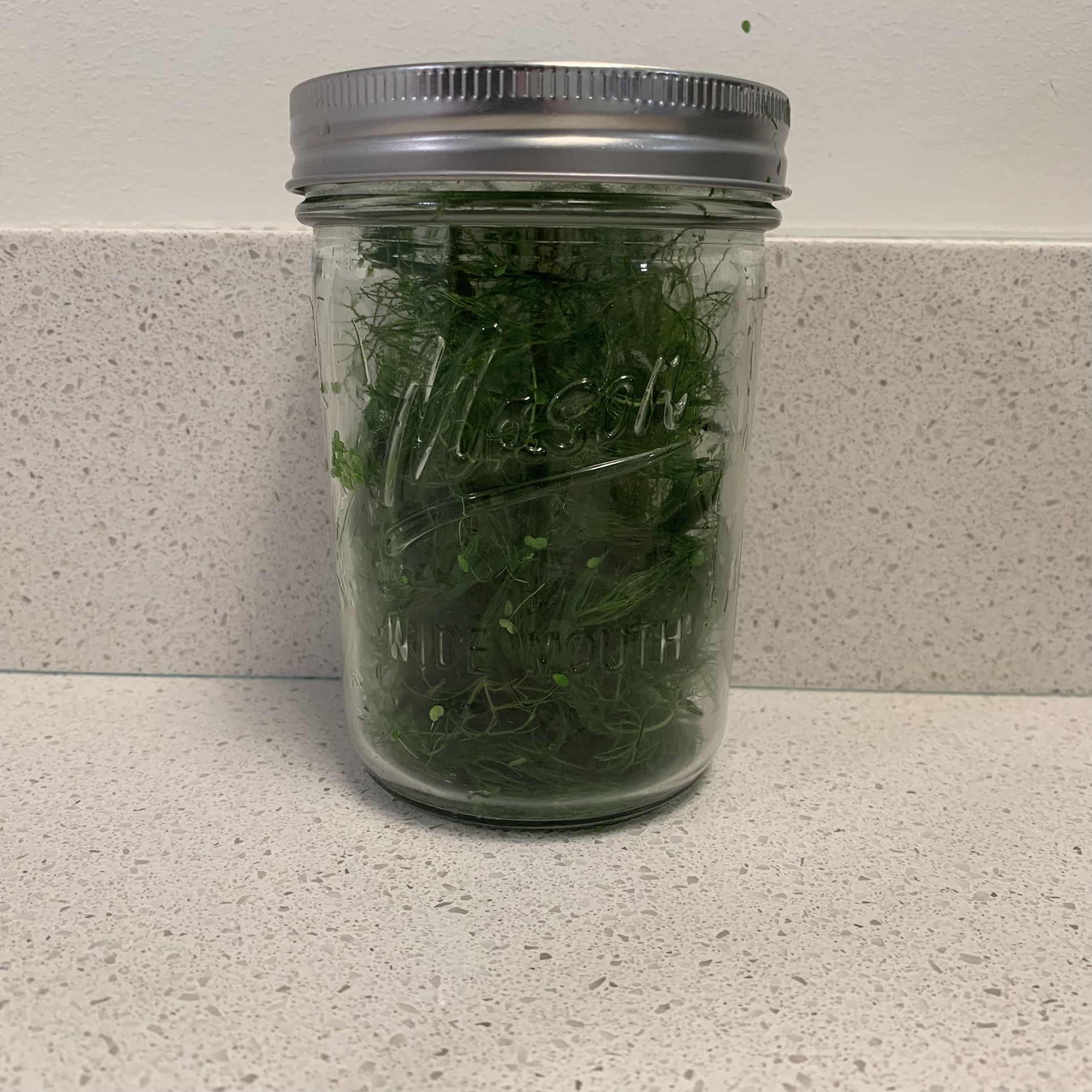Hornwort Aquarium Plant (READ DESCRIPTION)