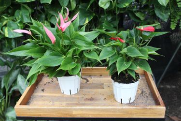 Anthurium