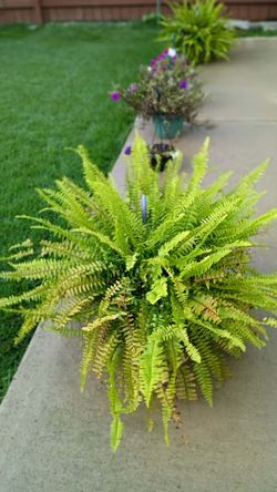 Planta