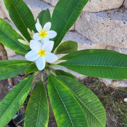 Plumeria Plant Five Gallon Pot 