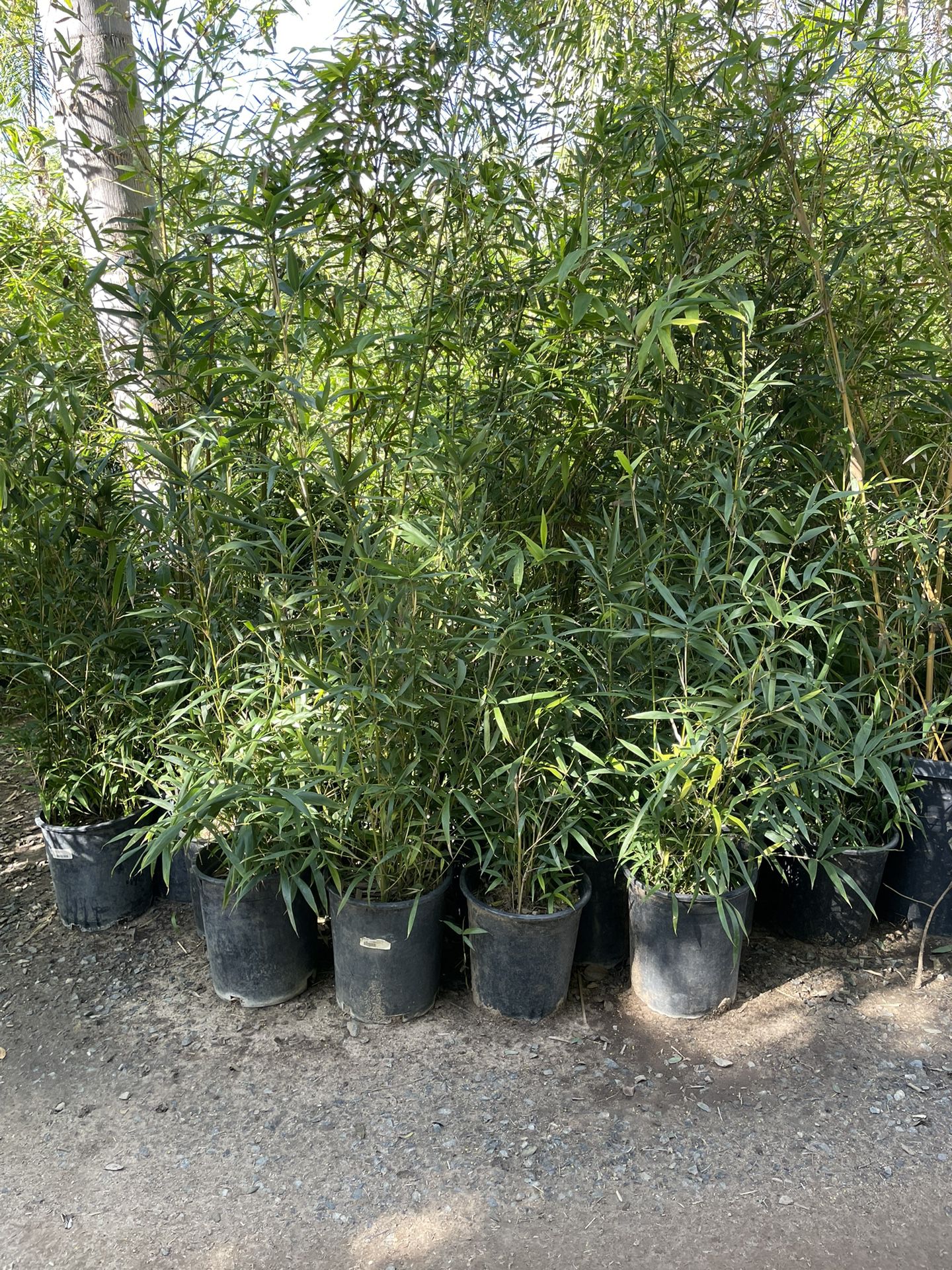 5 Gallon Size - Bamboo- Approximately 4 - 6 Feet Tall 