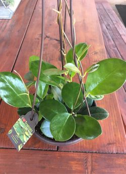 Vining Hoya Australis