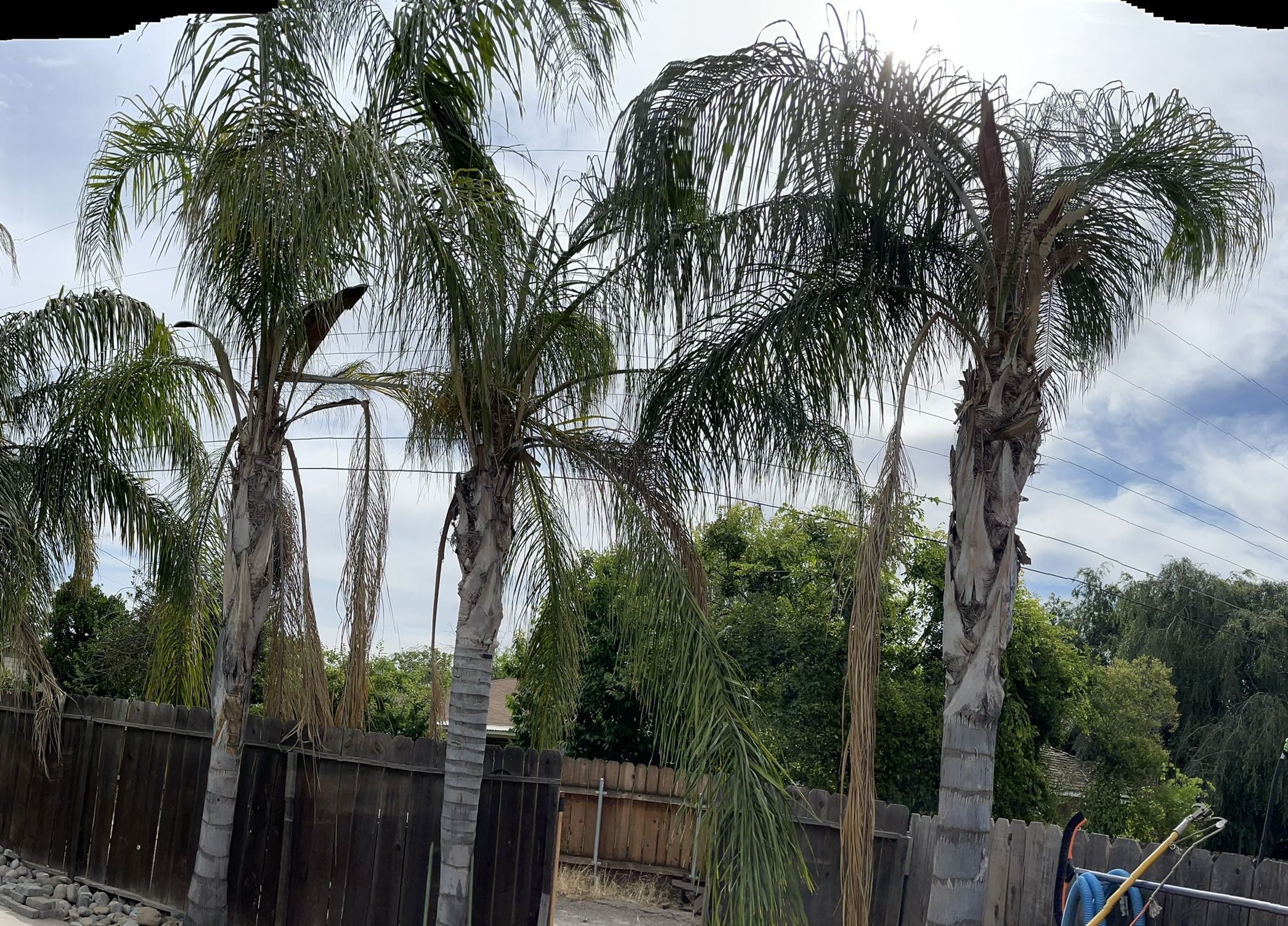 Tree Trimming 