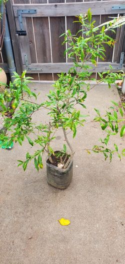 Pomegranate Tree 3ft $30