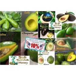 15 Varieties Avocados Grafted Trees 3gal  Arboles De Aguacate Injertados 3gal