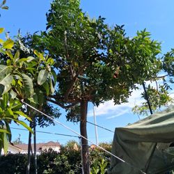 Various Fruit And Leaf Trees