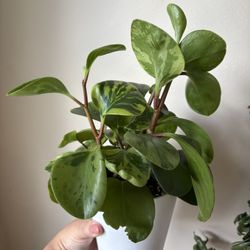 Peperomia Obtusifolia Variegated Plant